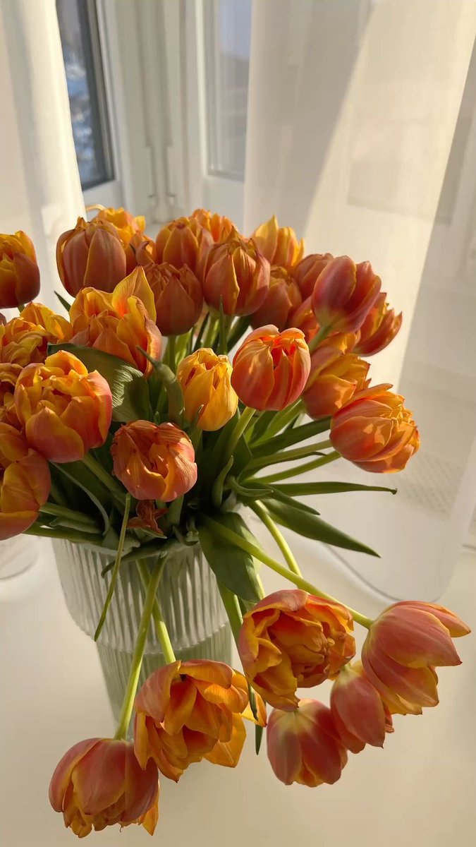 𝓐𝑳𝑭𝑬𝑨 tweet media