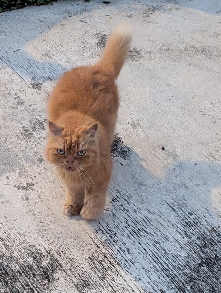 I'm not really a cat (nor photography) person. But this one came up to me and I couldn't help but stop and take some pics for those who can appreciate it 😀