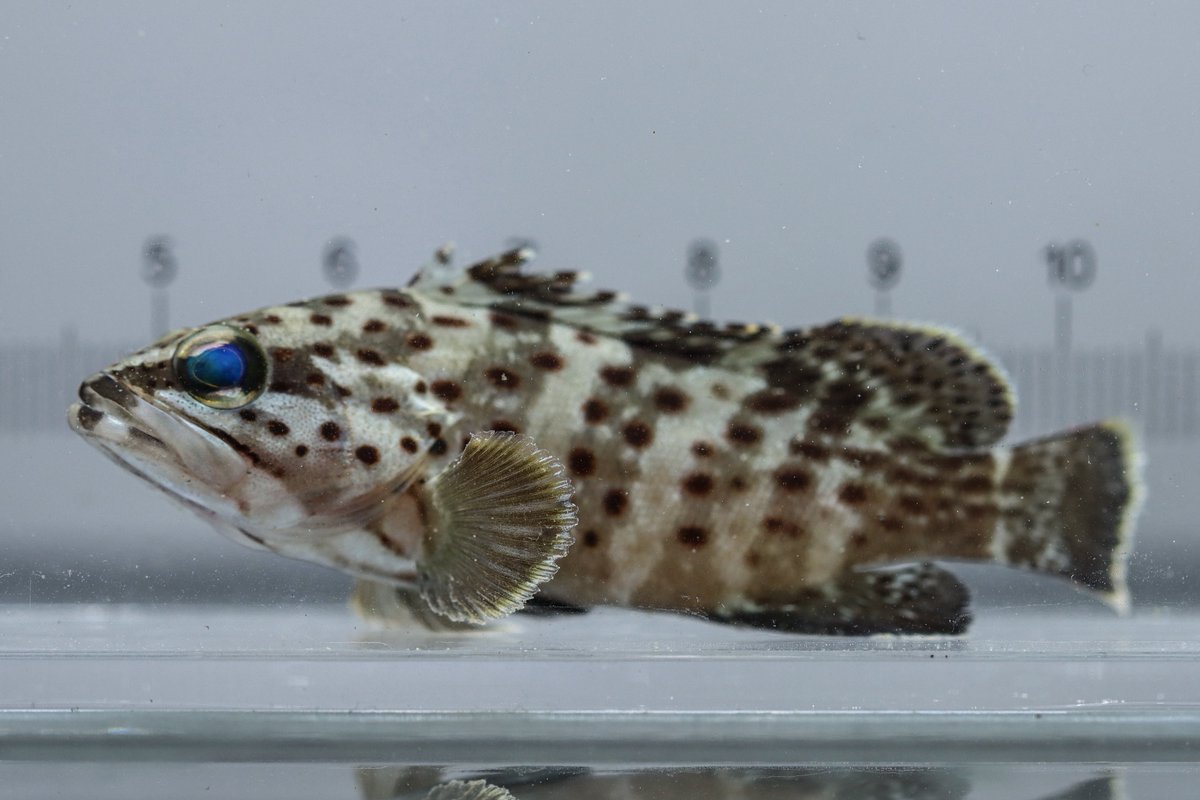 ハタ◎ 95.シラヌイハタ 名前も見た目もかっこいいハタ。汽水域から岩礁まで