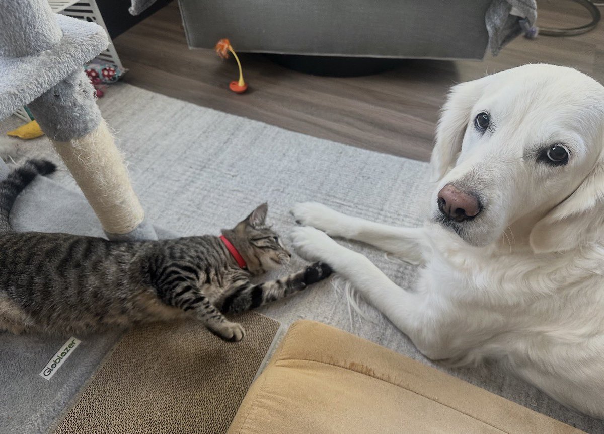 ScottAdamsSays's tweet image. Gary the cat holding paws with his cousin dog.