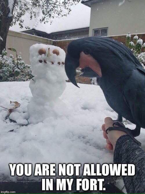 FishieBug's tweet image. 