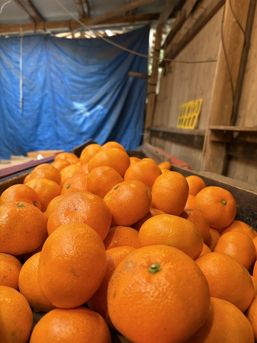 右田柑橘 tweet media