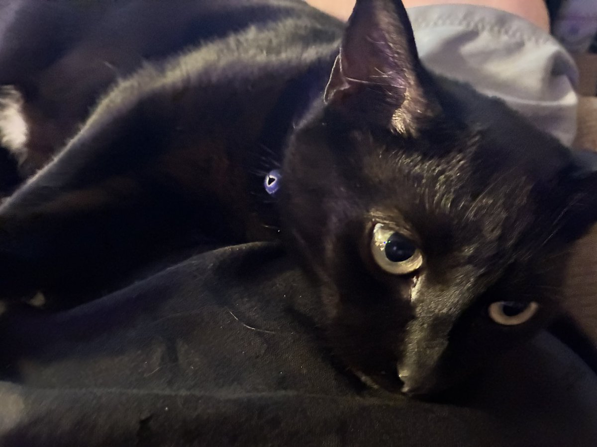 I’ve never had a cat that loved me as much as this weird creature does