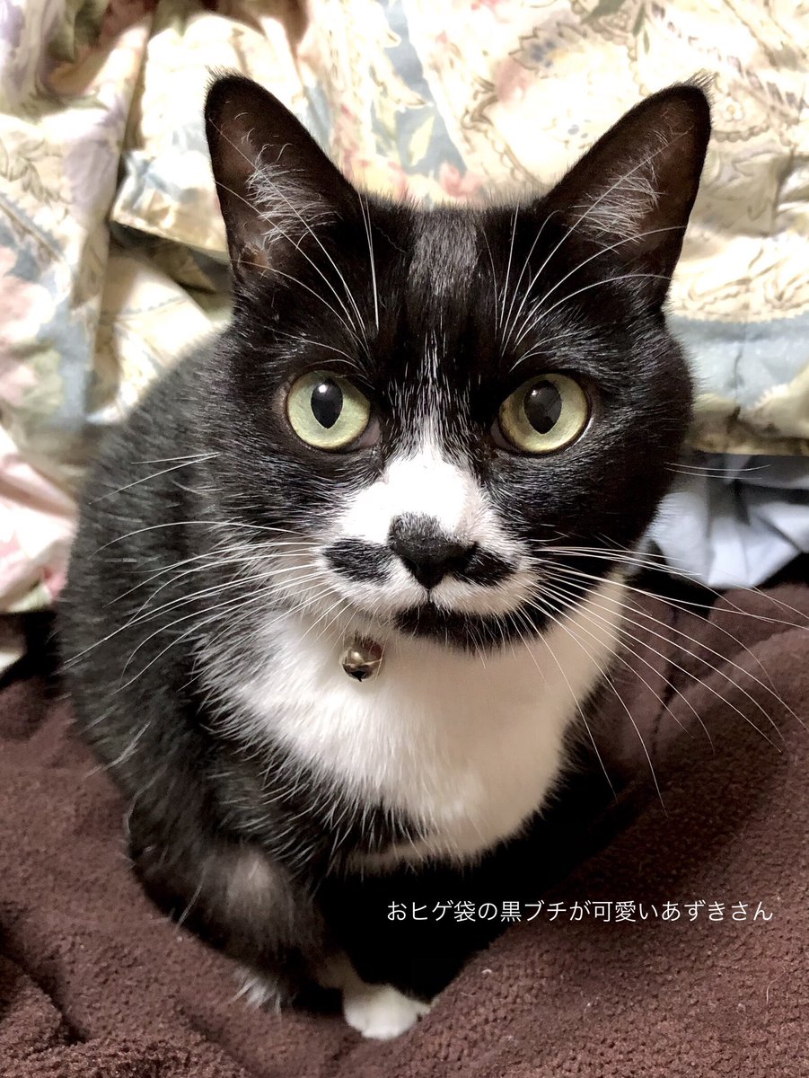 Nako^..^ ੭ (@nako75milktea) / Posts and Replies / X