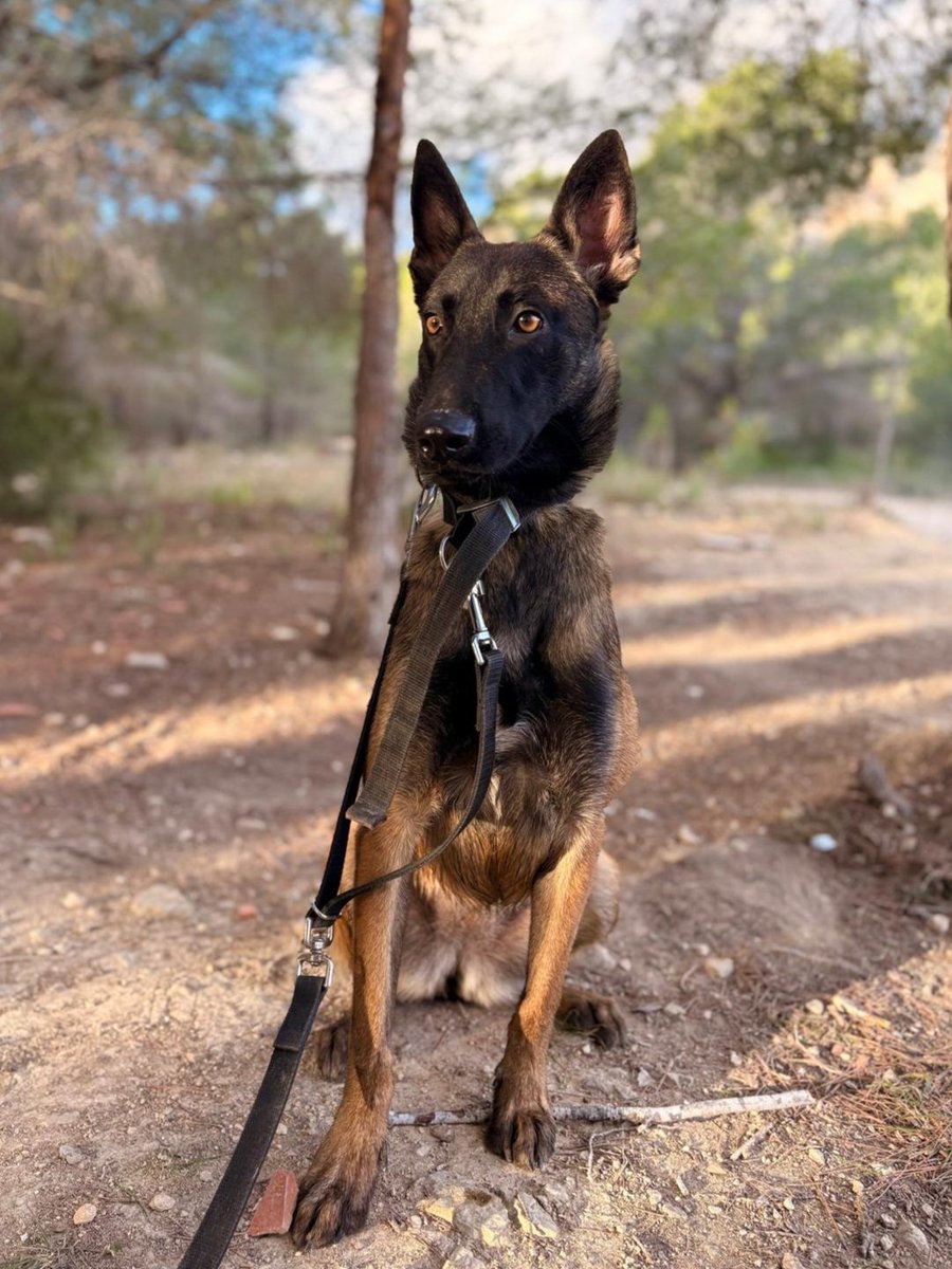 Chai.  10 meses.
Es una malinois pequeña y hermosa,llena de energía y vitalidad
Necesita un hogar que conozca la raza y sus necesidades. 
Estamos teniendo abandonos de estos animales porque se pusieron de moda y hay cria indiscriminada. Es una pena