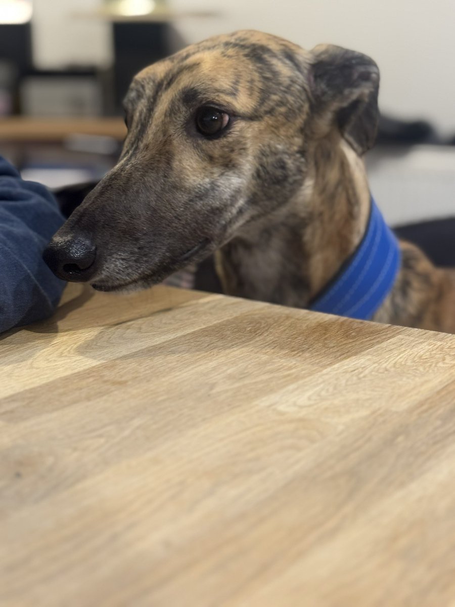 tapper1967's tweet image. #RescuedNotRetired .. ❤️