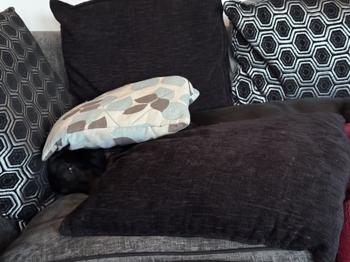 tapper1967's tweet image. Rose is actually in there .. and she did it herself