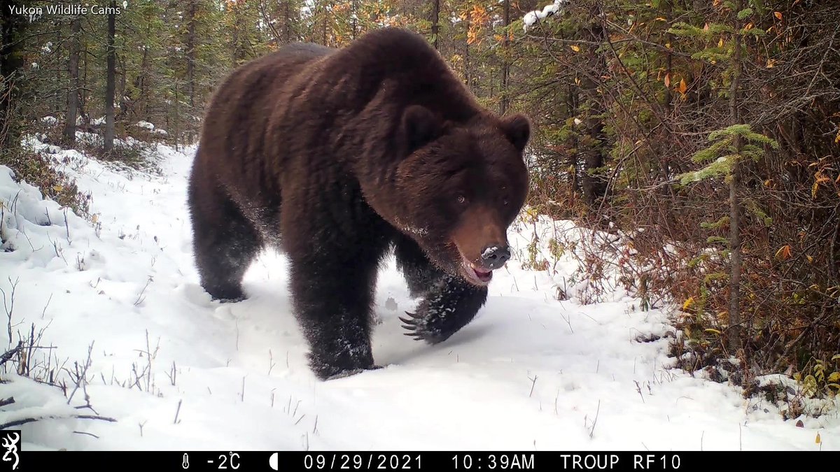 trailcam (@trail_cams) on Twitter photo 