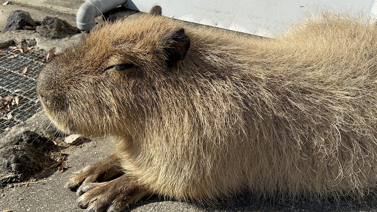 カピバラ子　1002 The quintuplets of capybara are so cute! - YouTube