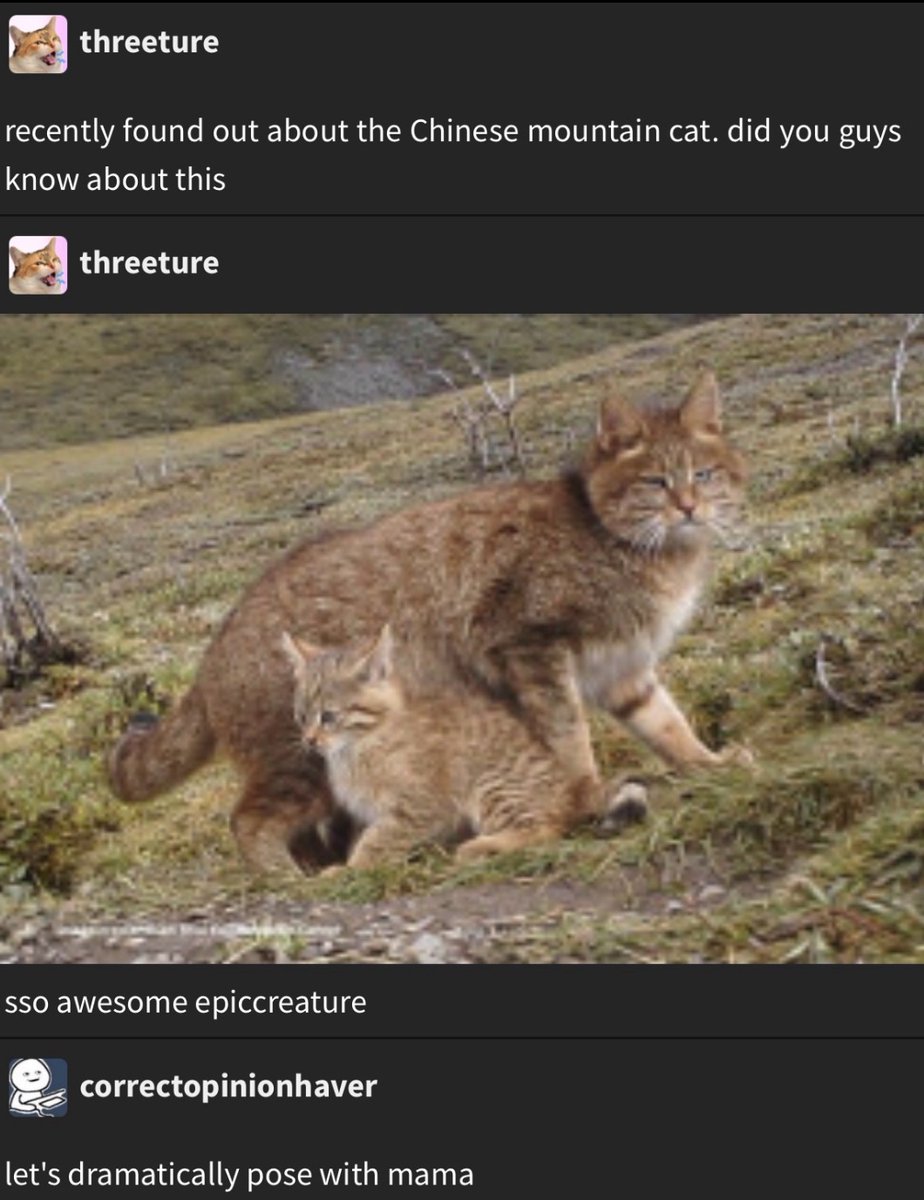 lined cats (@linedcats) on Twitter photo 