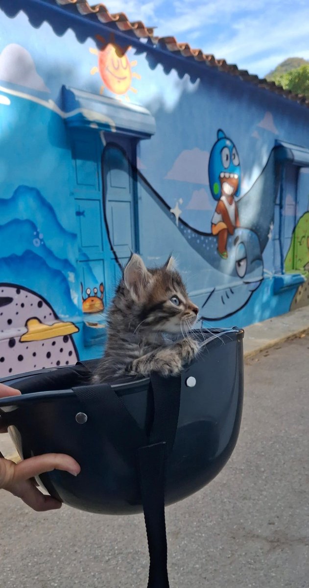 MICHI EN ADOPCIÓN, Maracay
04124101843
Estaba en el medio de la calle sólito via a Choroni. CASI fue aplastado, pero lo rescatamos. Lo llevamos a la playa porque era nuestro destino y lo devolvimos porque no lo dejaríamos solo por alla. Esta muy pequeño, necesita una familia