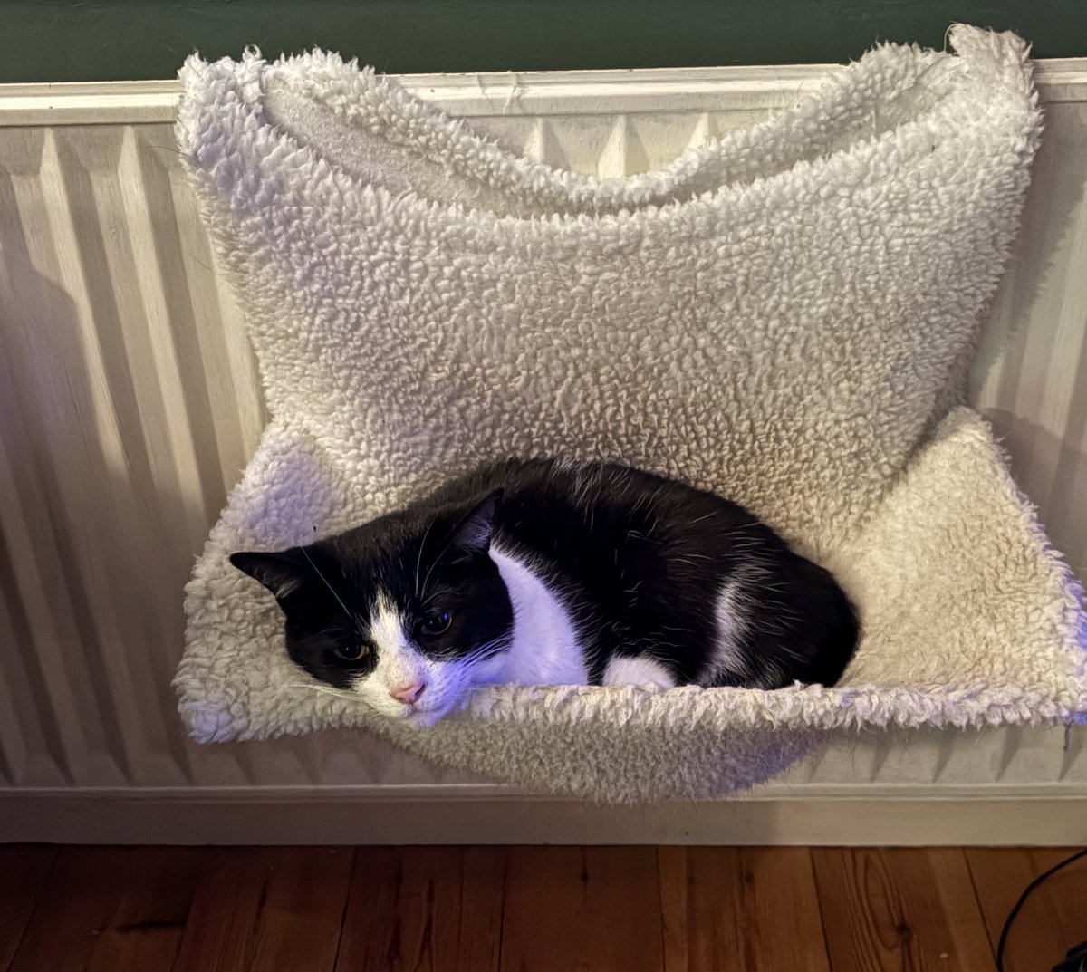 Mummy visited our cousin Domino on Friday, and gave him loads of fusses 😻😻😻