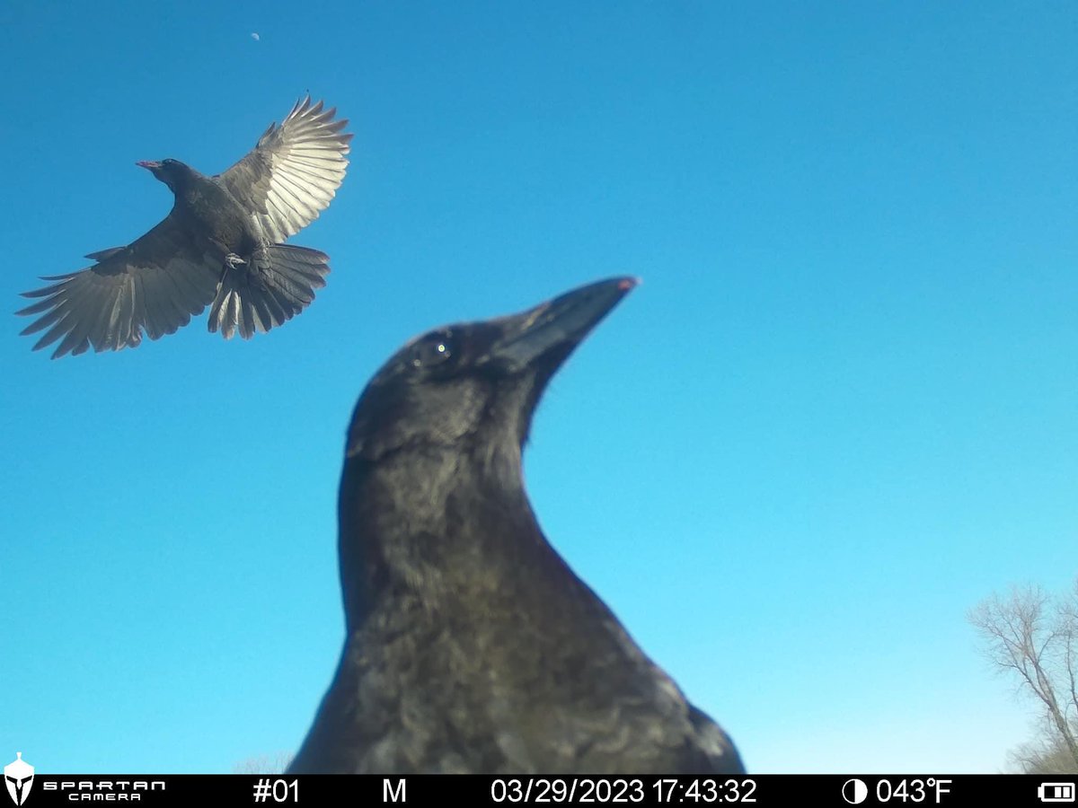 trailcam (@trail_cams) on Twitter photo 