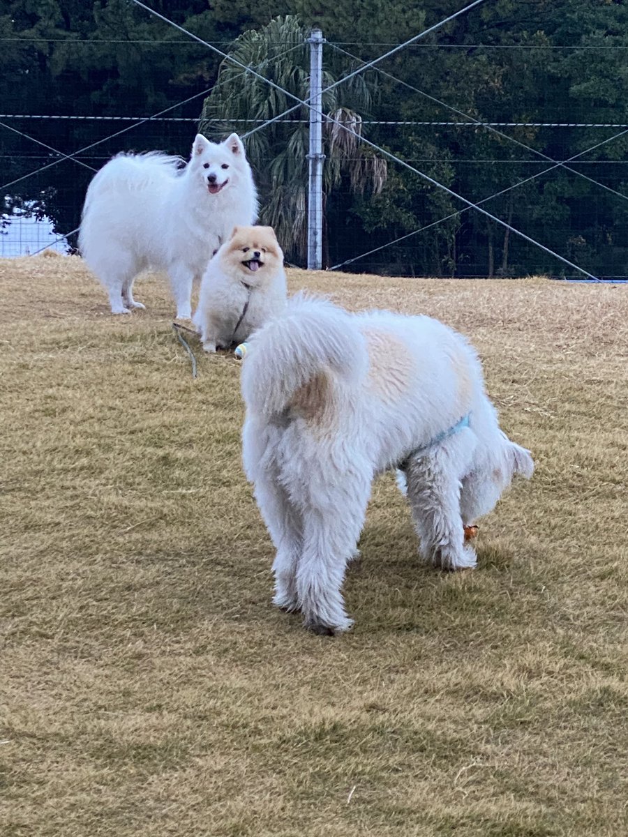 makuharifusan's tweet image. おはようございます！

幕張は晴れ☀️

雨もあがりお外で遊びました
仲良しのお友達もやってきて
一緒に遊んでくれました！
レオ🐶が小型犬なら中型犬と大型犬のお友達❣️
レオ🐶、全く気にせず、自分は大型犬だと思っているようですw

大きなお友達は皆、優しい🐶

#犬　#ポメラニアン　#スピッツ