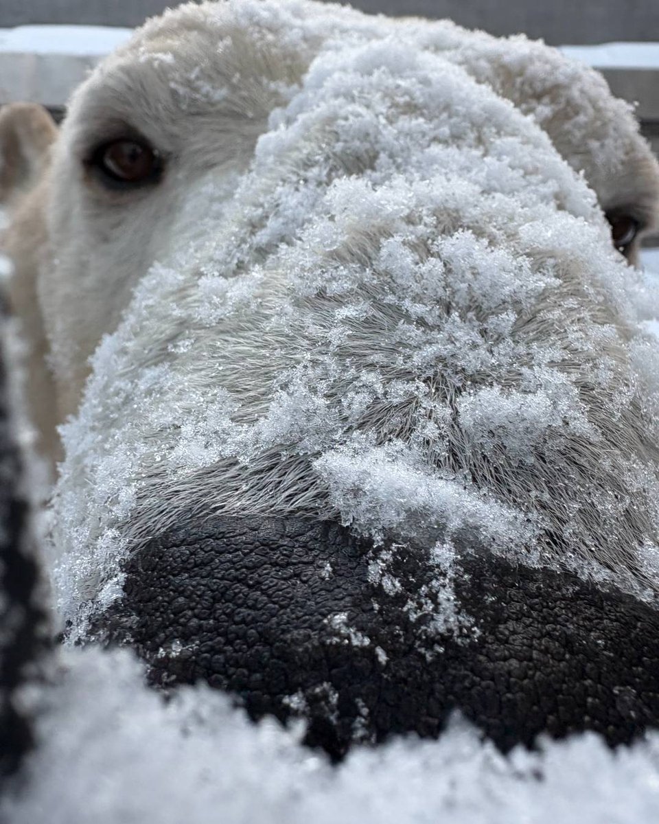 Calgary Zoo tweet media