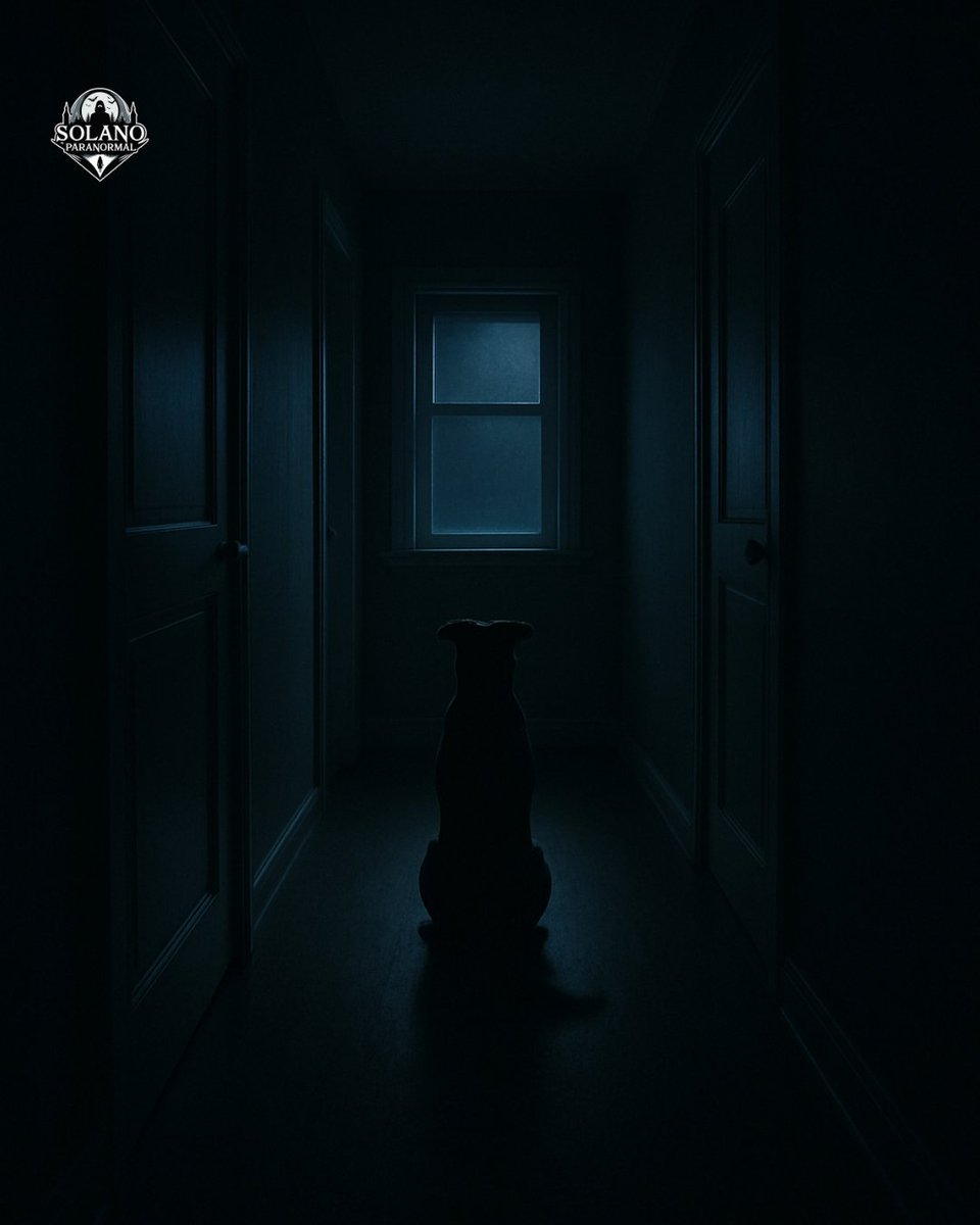 GhostsSolano's tweet photo. Every night at 2:17, your dog sits up and stares at the hallway.
Tail still.
Ears back.
Like it’s waiting for someone to finish walking past.
#mysterymonday #fyp #scary #paranormal #likeforlike https://t.co/zH3zVI31G8
