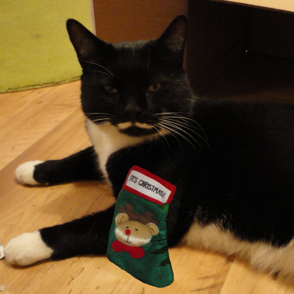 Moustache Cat tweet media