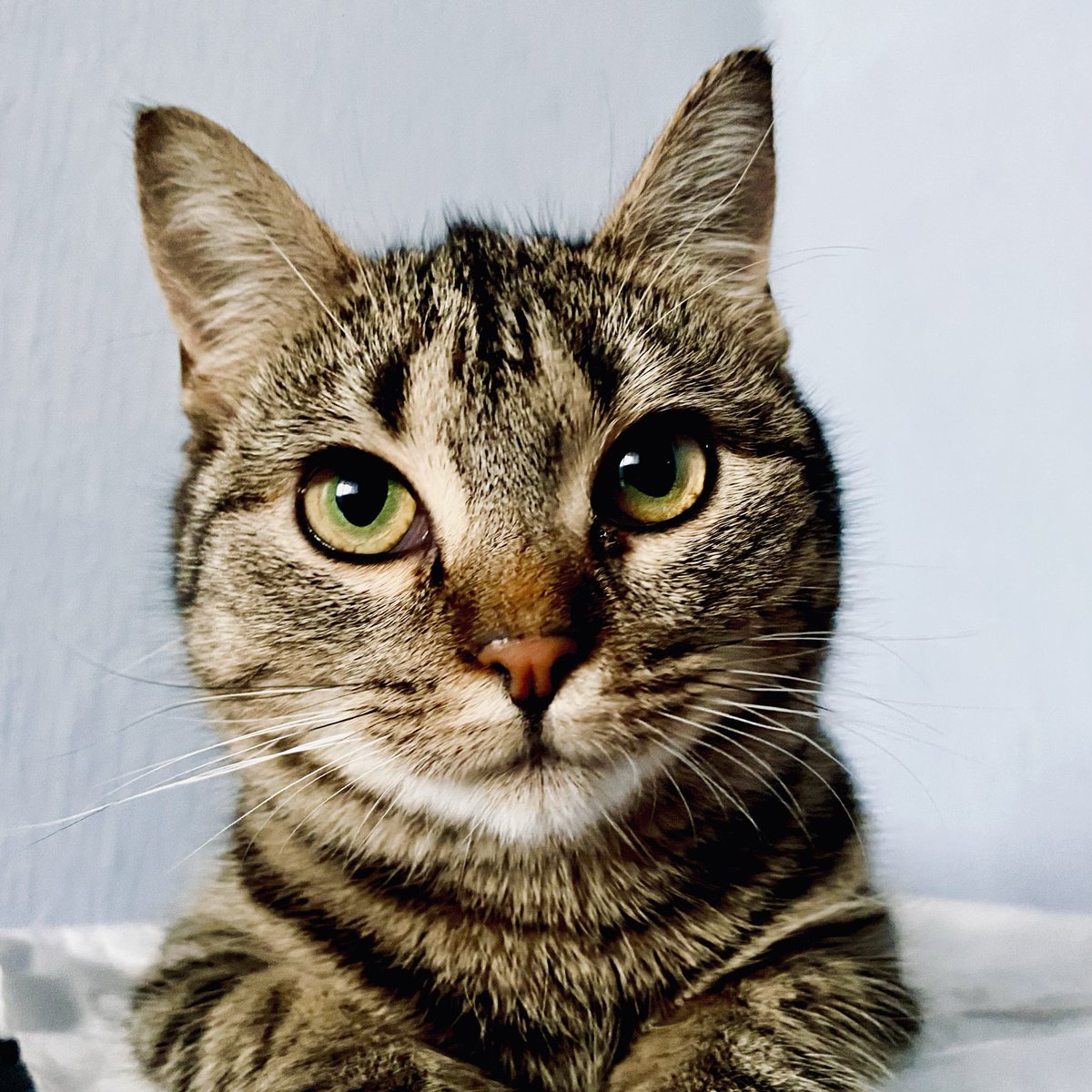 Евпатий Роботронов tweet media