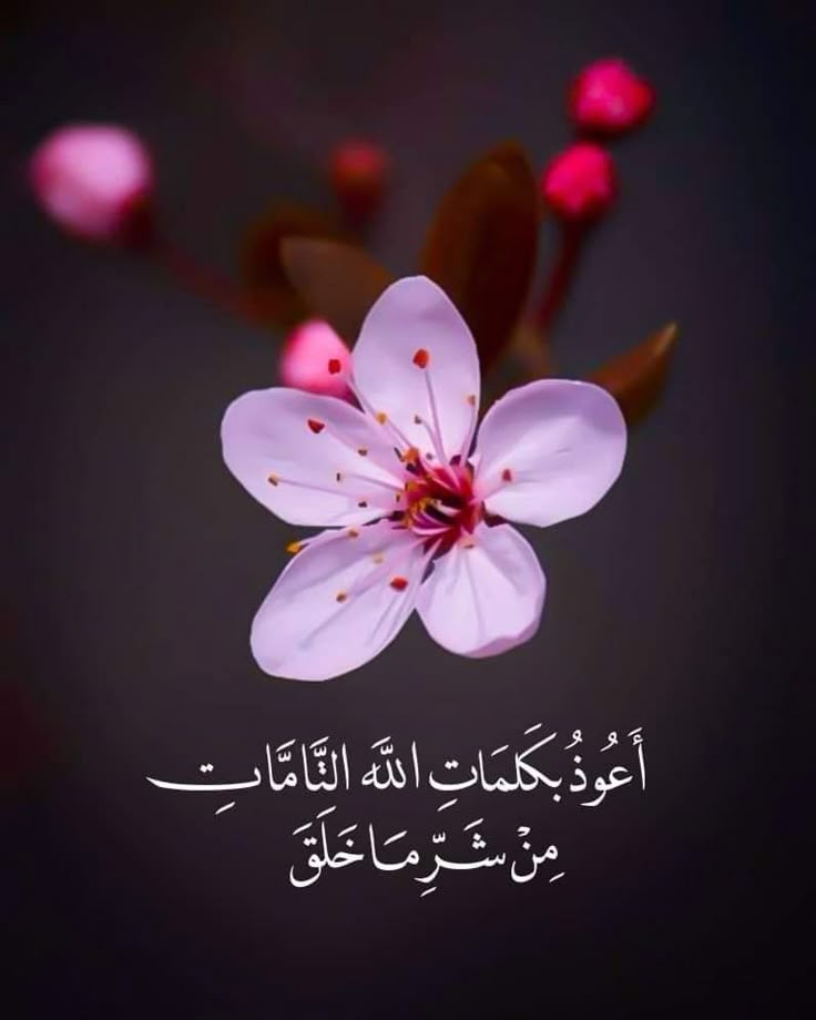 motm2na_'s tweet photo. أَعُوذُ بِكَلِمَاتِ اللَّهِ التَّامَّاتِ مِنْ شَرِّ مَا خَلَقَ❤️.. https://t.co/1dn7LkgsrT