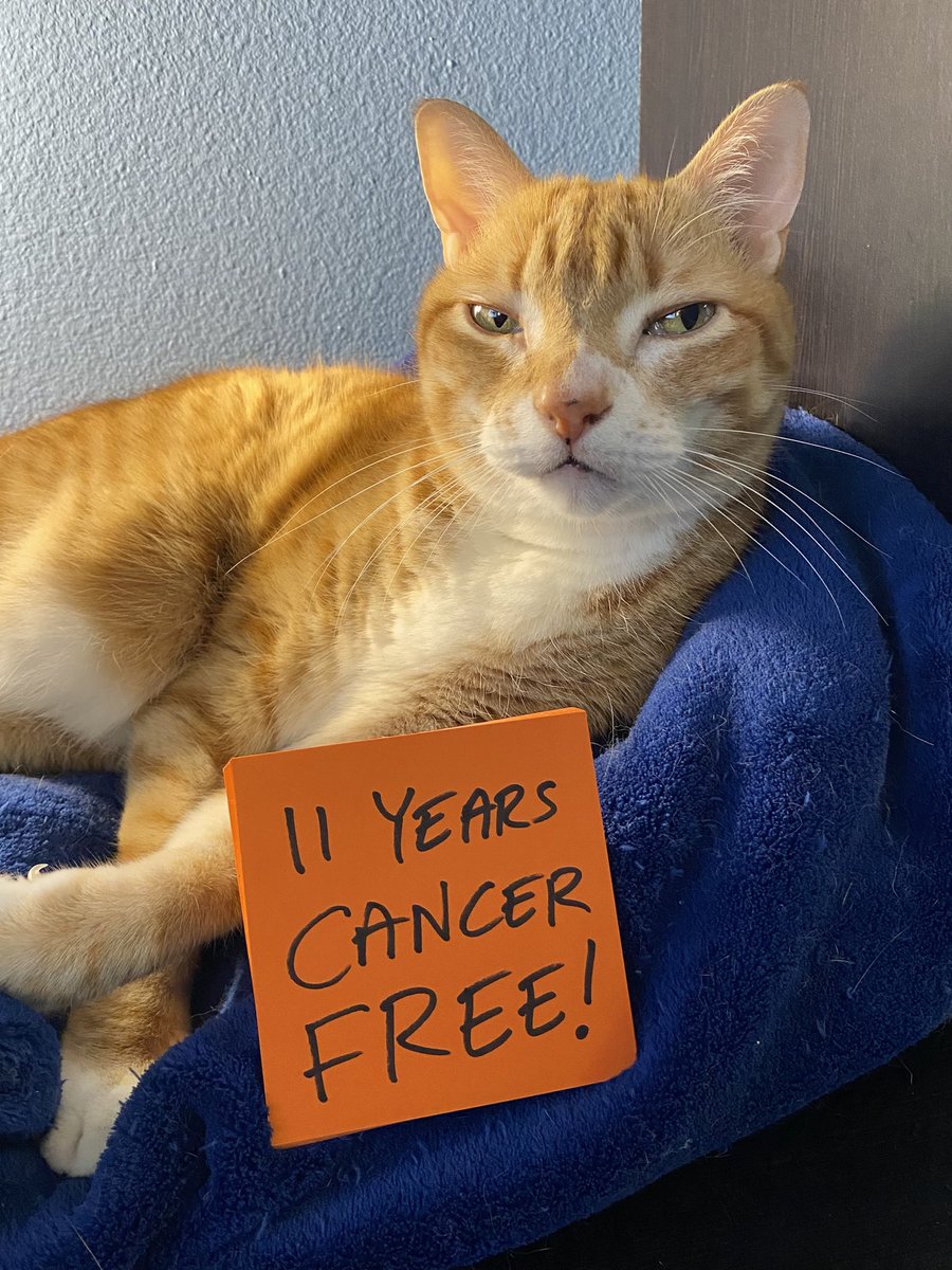 ColeTheBlackCat's tweet photo. Our favorite annual celebration! 🧡💙
#TeamMarm #CancerSurvivor #MondayMotivation https://t.co/w1UkjfVWeA