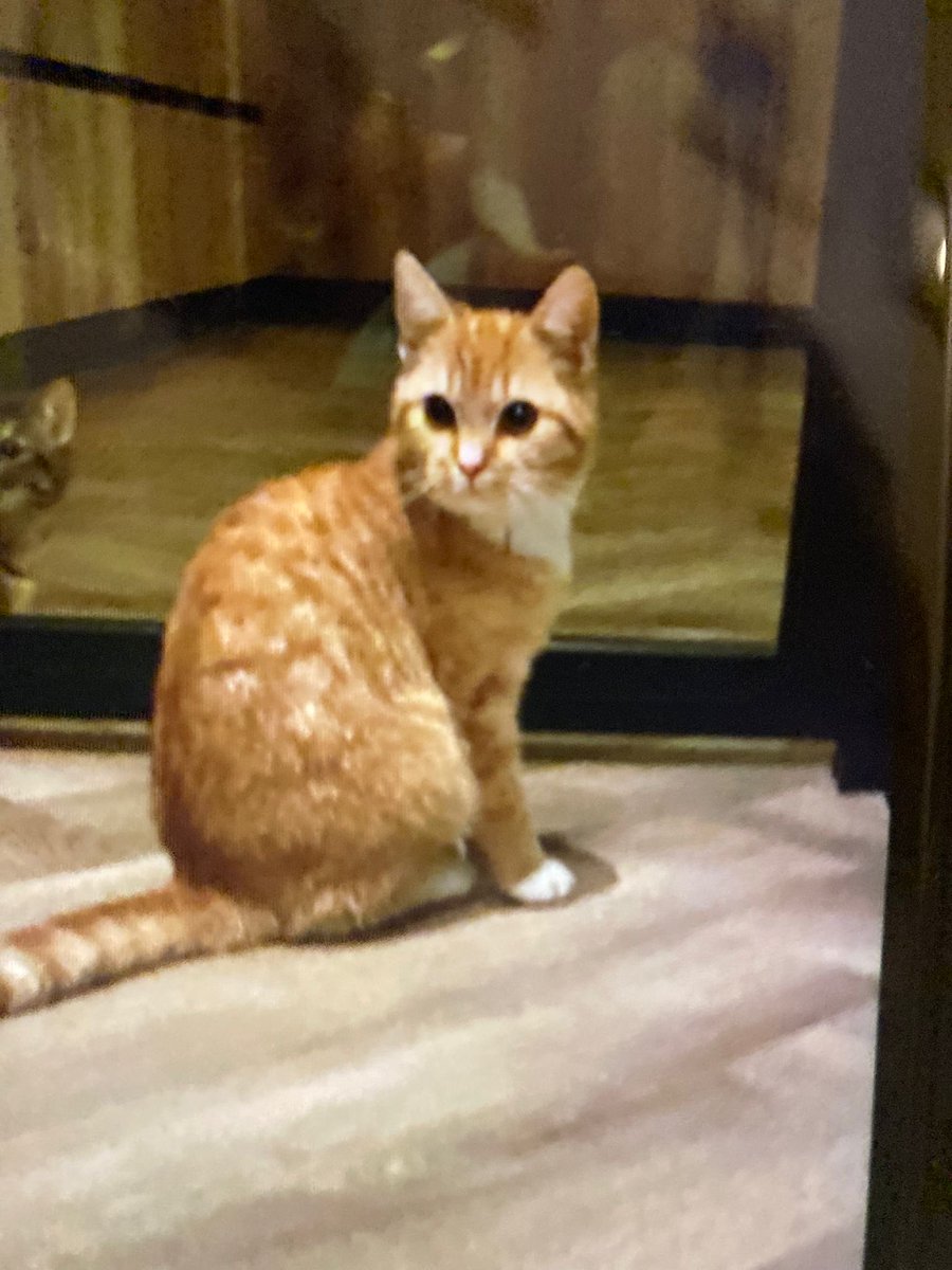 Marcel Steeman tweet media