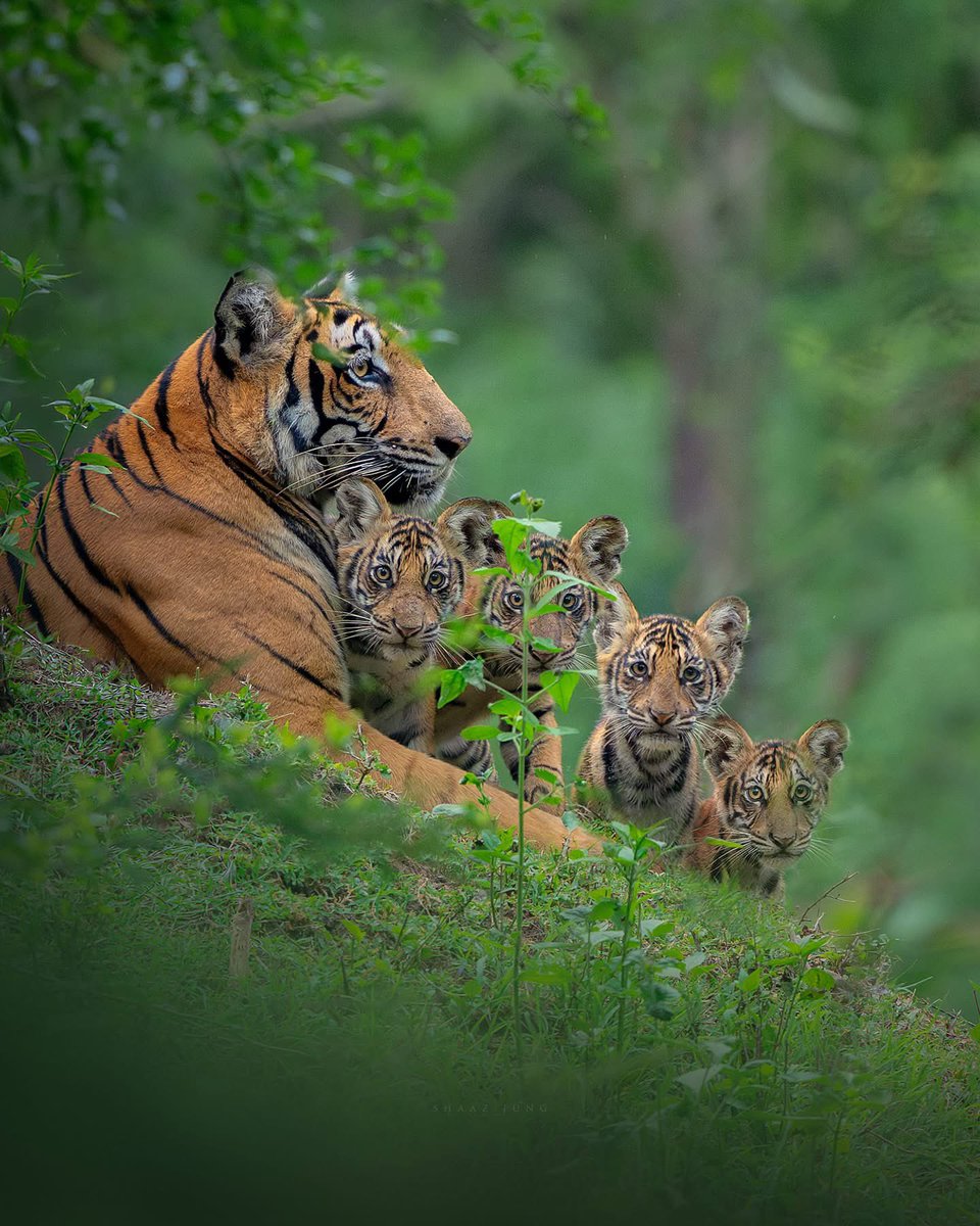 SMNK1972's tweet photo. Stunning family portrait from the great Shaaz Jung Photography https://t.co/2G9dpRXvMQ