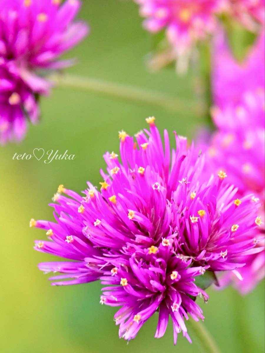 Nature Plants_hana_ Community on X - 311 Members