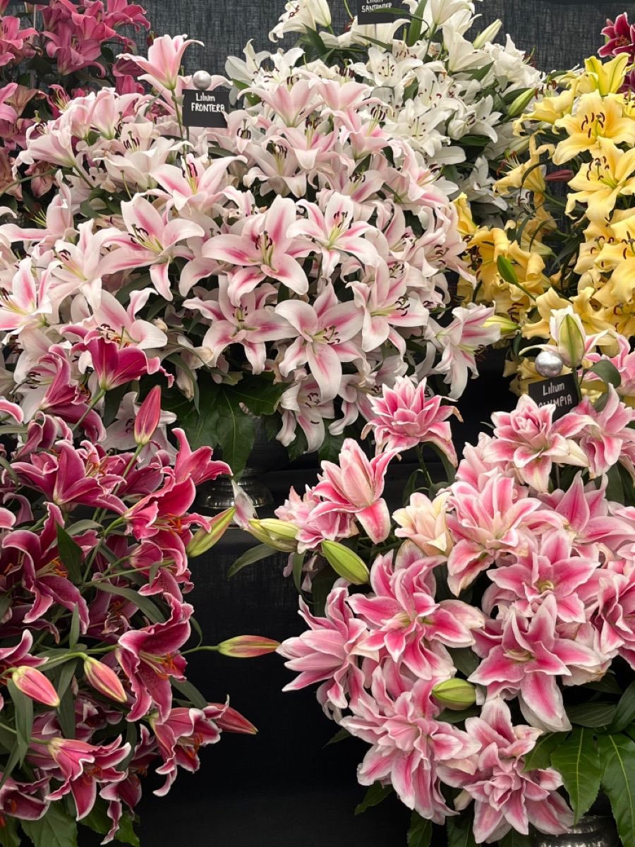 i3Moment's tweet image. Lilies