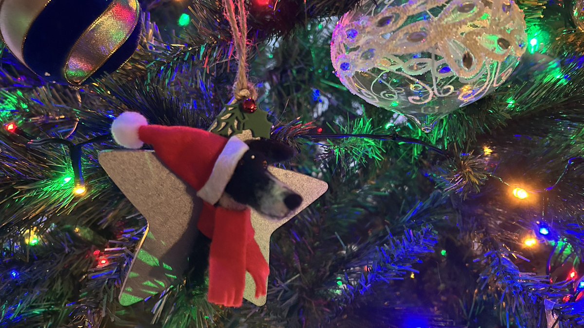 Jura_Harris's tweet image. There he is! He’s on the #ChristmasTree! 
#Harris 🌈⭐️💫 #Christmas