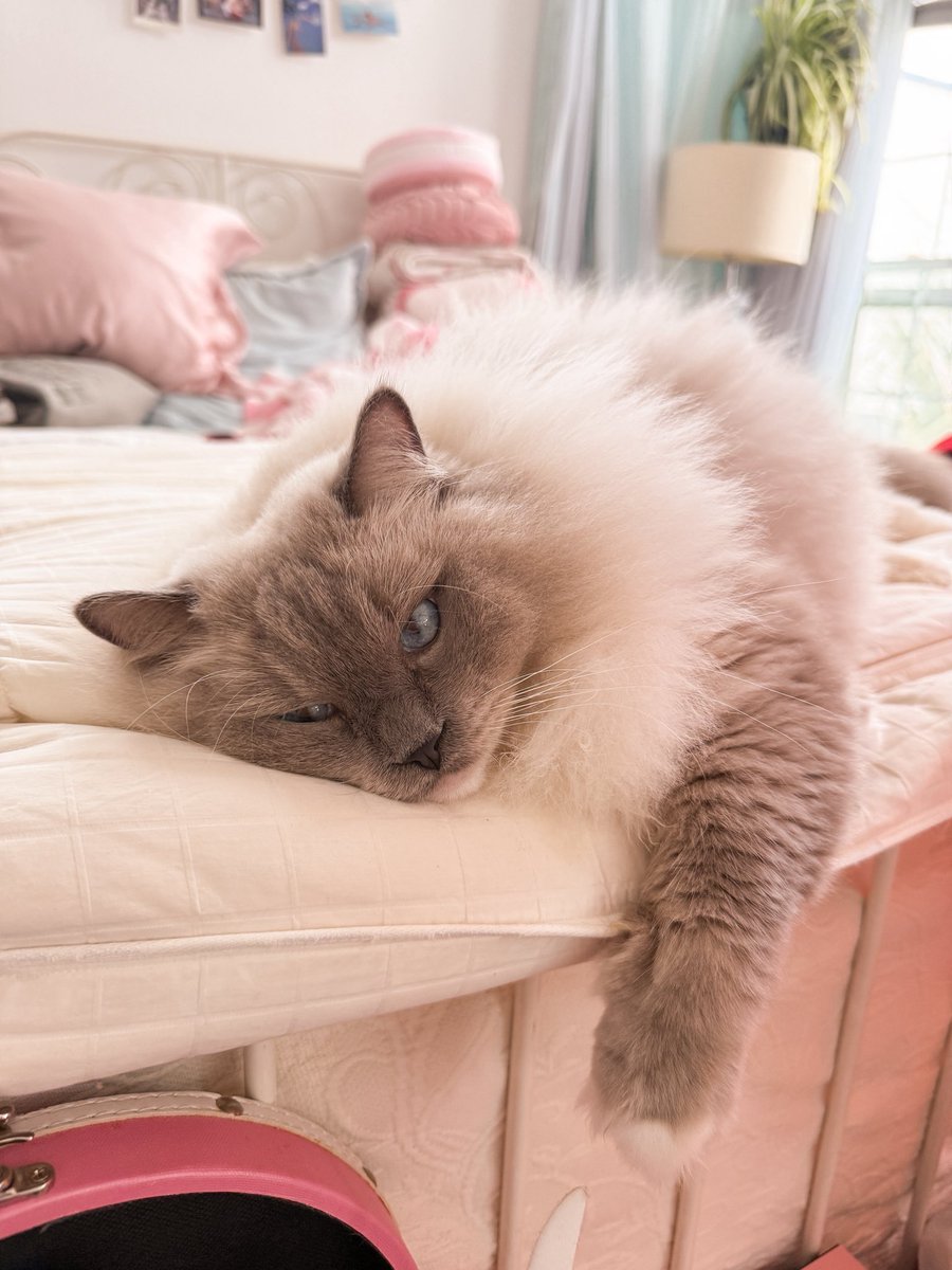 snugzmeow tweet media