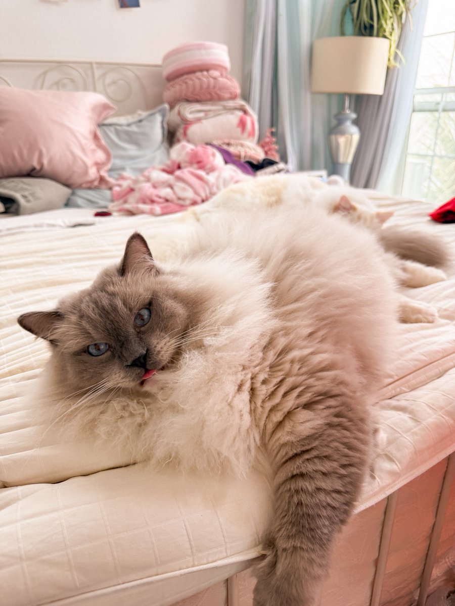 snugzmeow tweet media
