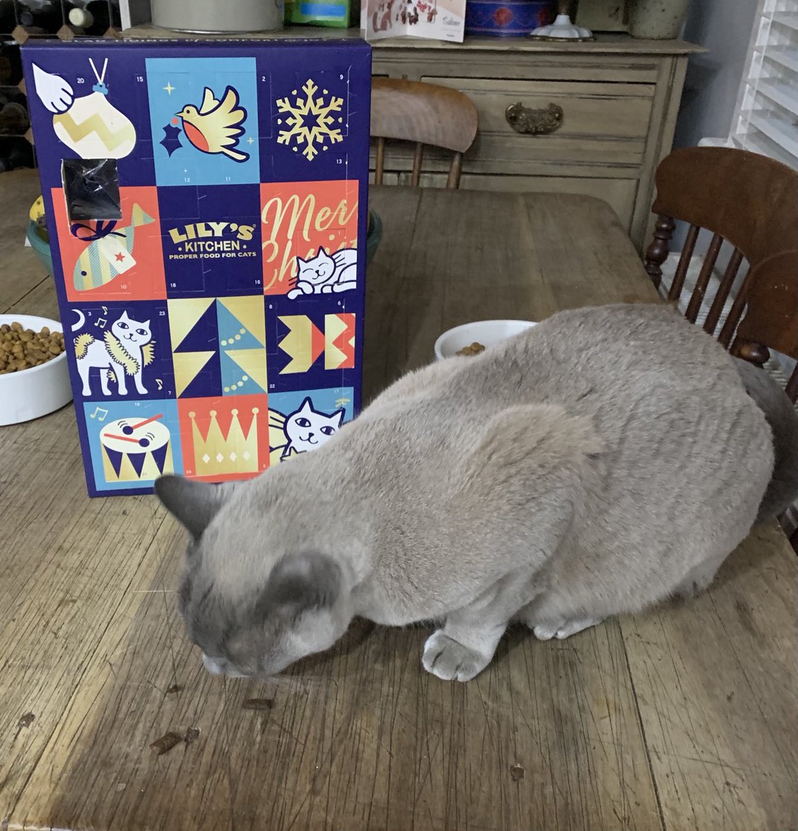 Flossie ❤️ Kringle tweet media