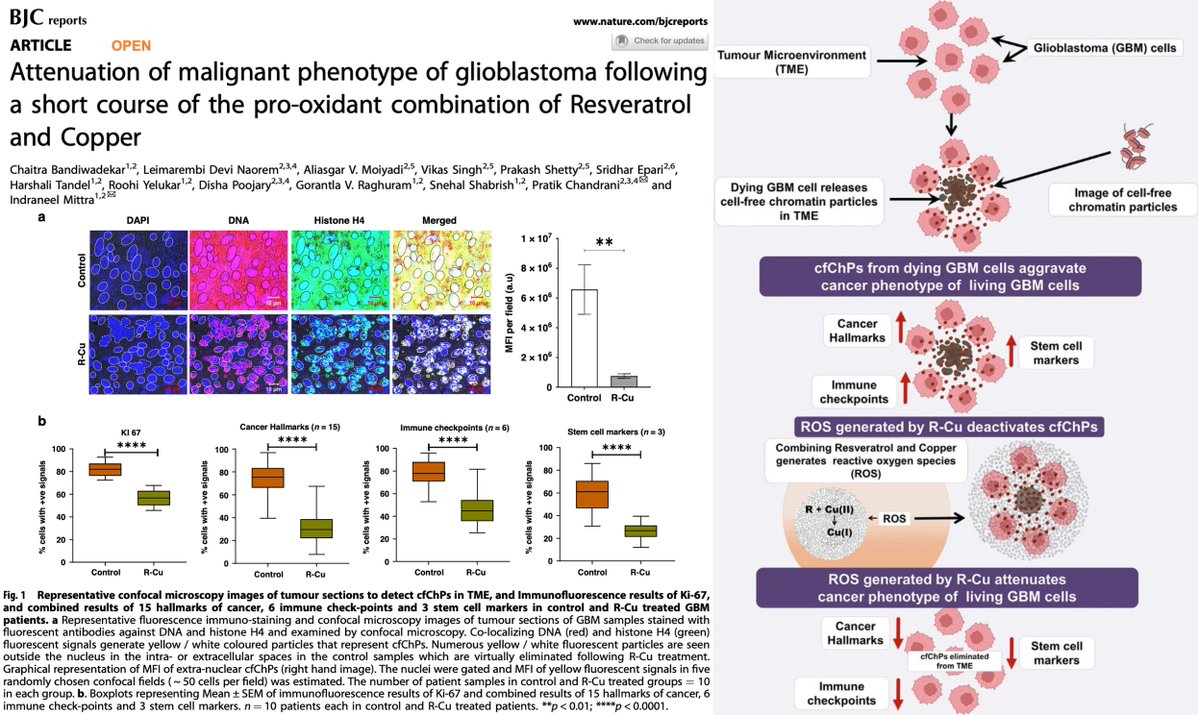 🚨NEW STUDY: Resveratrol and Copper Trigger System-Level Collapse of Human Glioblastoma Aggressiveness in Just 12 Days

In one of the deadliest human cancers, cheap nutraceuticals suppressed tumor growth, shut down 9 cancer hallmarks, and triggered tumor self-destruction⬇️

Human