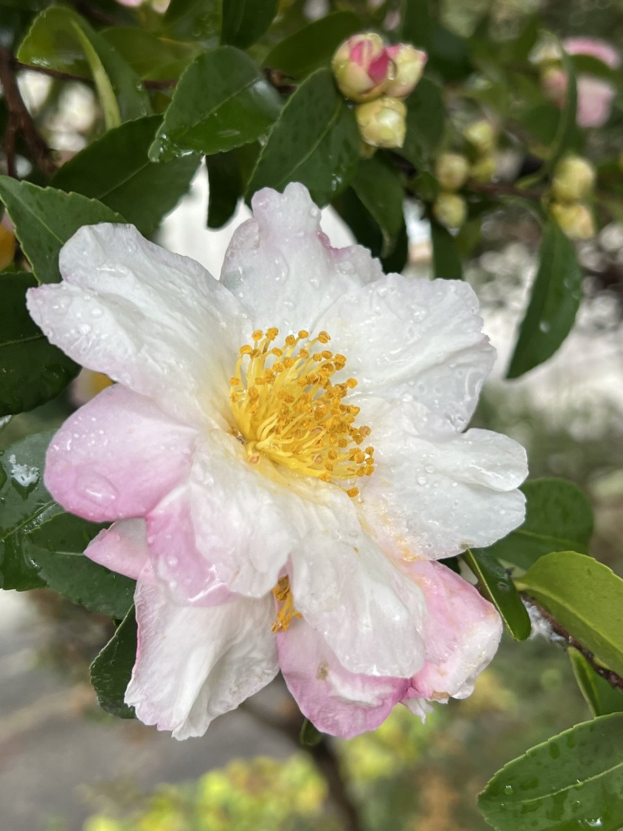 花咲か爺さん　新品未使用　シルク100%　アンサンブル おはようございます☺️💐 #ピンク色の花 #サザンカ #山茶花 #写真