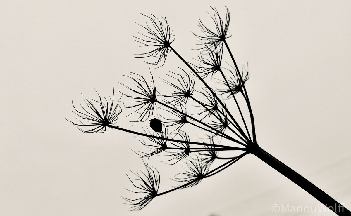 ManouWolff's tweet image. Flowered Carum carvi

#blackandwhitephotography #monochrome #nature