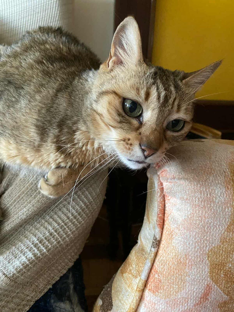 AcofalX's tweet photo. (Madrid - España): EXTREMADA URGENCIA ACOGIDA !!!! 

Nala tiene 14 años 

Su mamá humana tiene demencia grave y se irá  a una residencia Nala anda cada vez más delgada y no sale
del armario donde se acurruca asustada, además tiene leucemia
 danafrenguelli@gmail.com (Dana) https://t.co/HWi1qVWgVZ