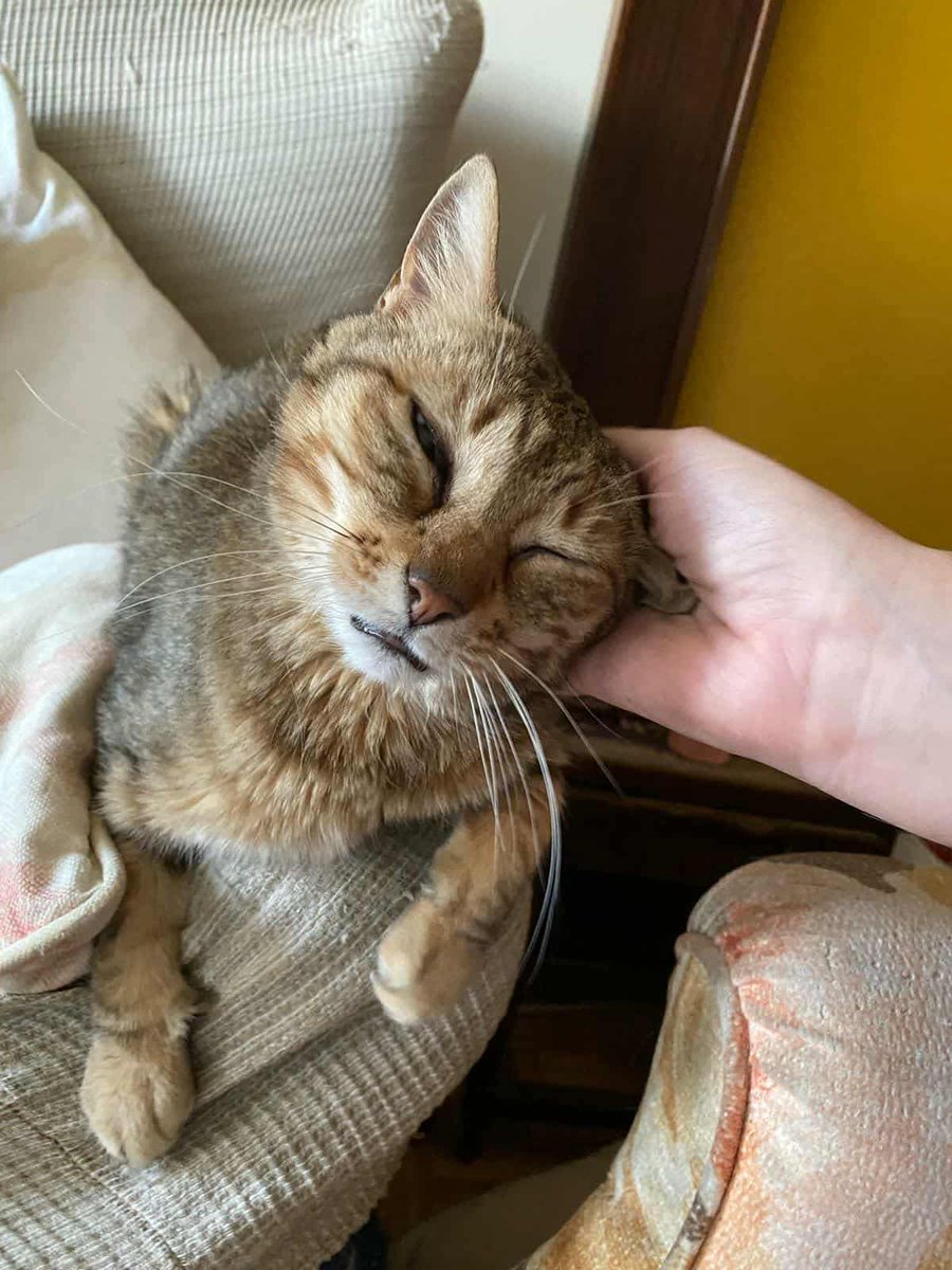 AcofalX's tweet photo. (Madrid - España): EXTREMADA URGENCIA ACOGIDA !!!! 

Nala tiene 14 años 

Su mamá humana tiene demencia grave y se irá  a una residencia Nala anda cada vez más delgada y no sale
del armario donde se acurruca asustada, además tiene leucemia
 danafrenguelli@gmail.com (Dana) https://t.co/HWi1qVWgVZ