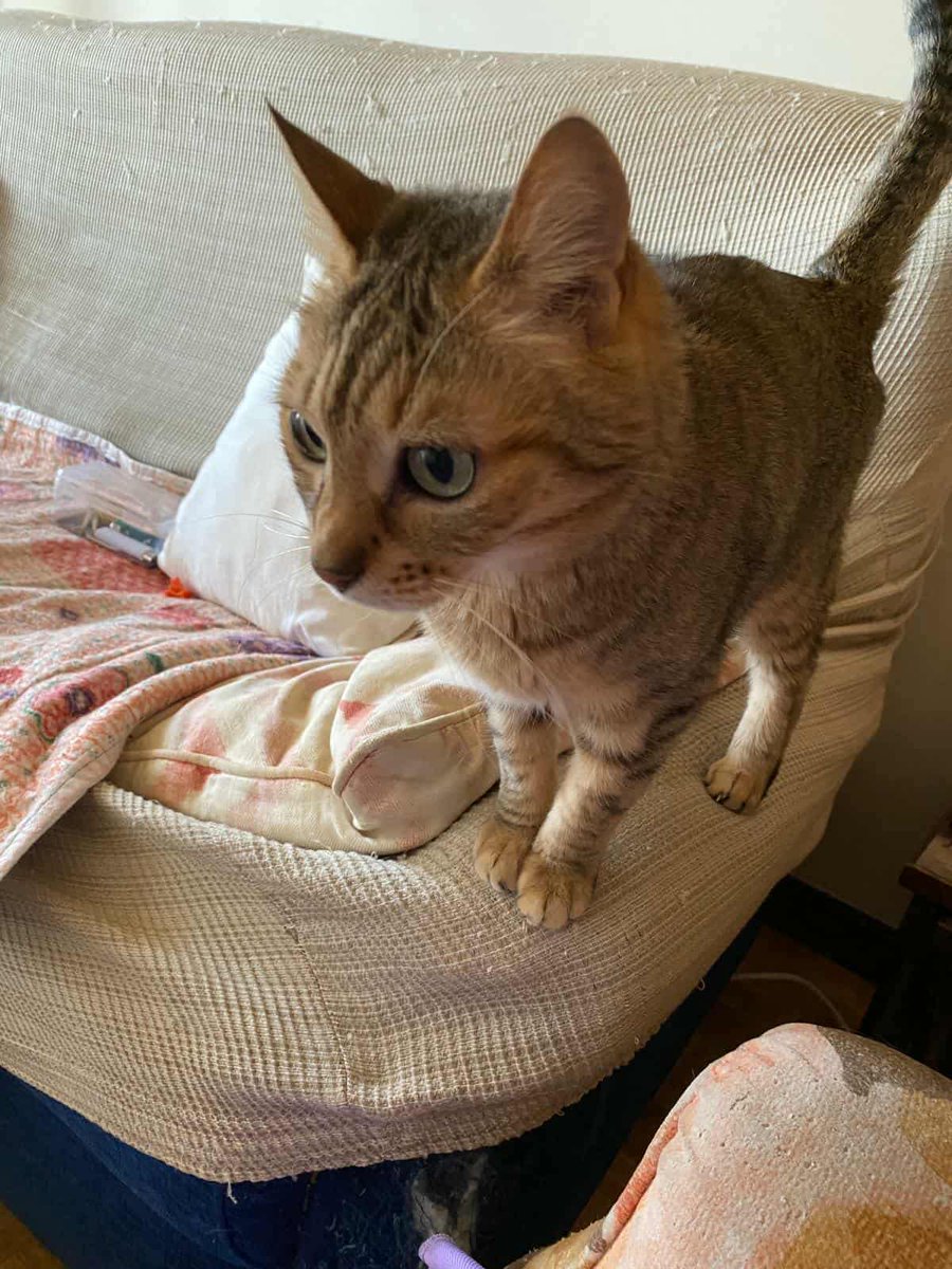 (Madrid - España): EXTREMADA URGENCIA ACOGIDA !!!! 

Nala tiene 14 años 

Su mamá humana tiene demencia grave y se irá  a una residencia Nala anda cada vez más delgada y no sale
del armario donde se acurruca asustada, además tiene leucemia
 danafrenguelli@gmail.com (Dana)