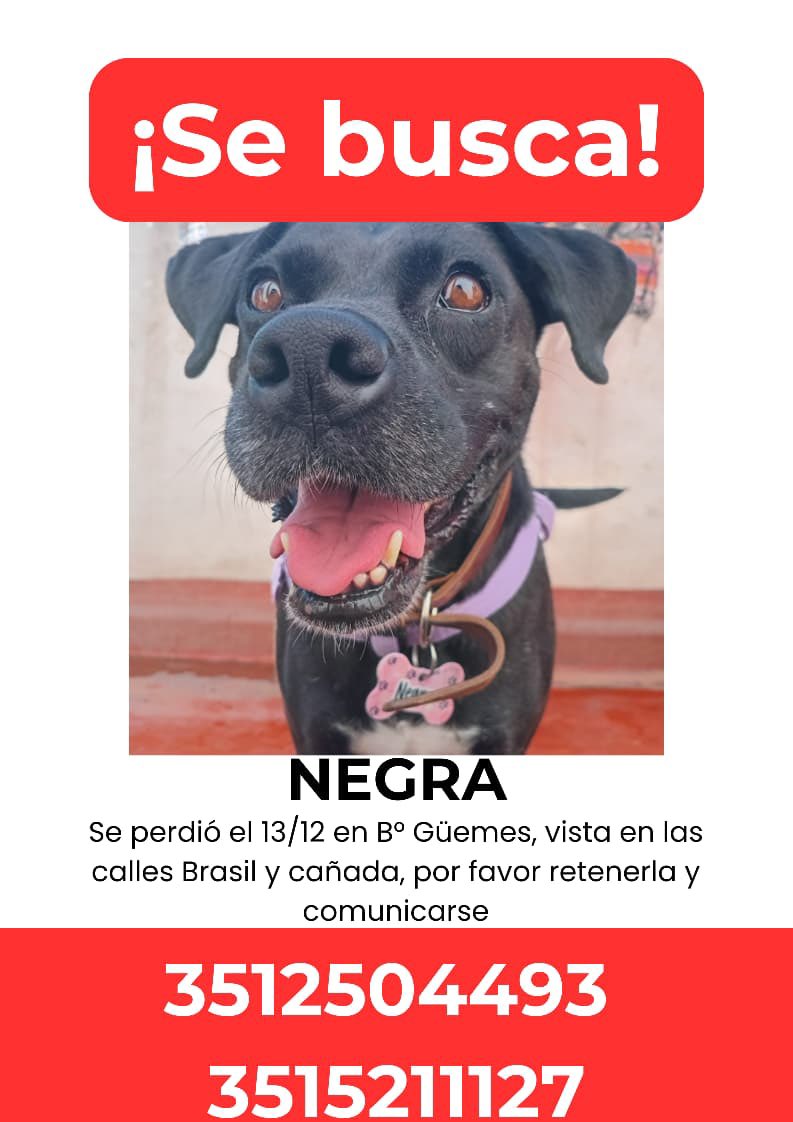 JuuliVillan's tweet photo. Por favor ayudar a difundir!!
Es una perrita que tenemos en adopción y se escapó de la guardería 🙏
@VivireNuevaCba @VivireNuevaCor https://t.co/bgPOeMXHfT
