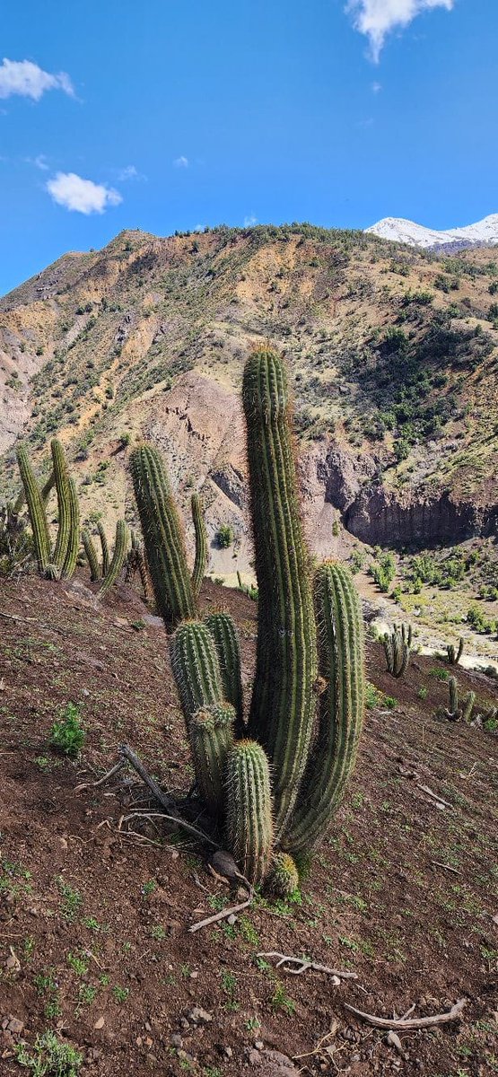 Pablo Guerrero tweet media