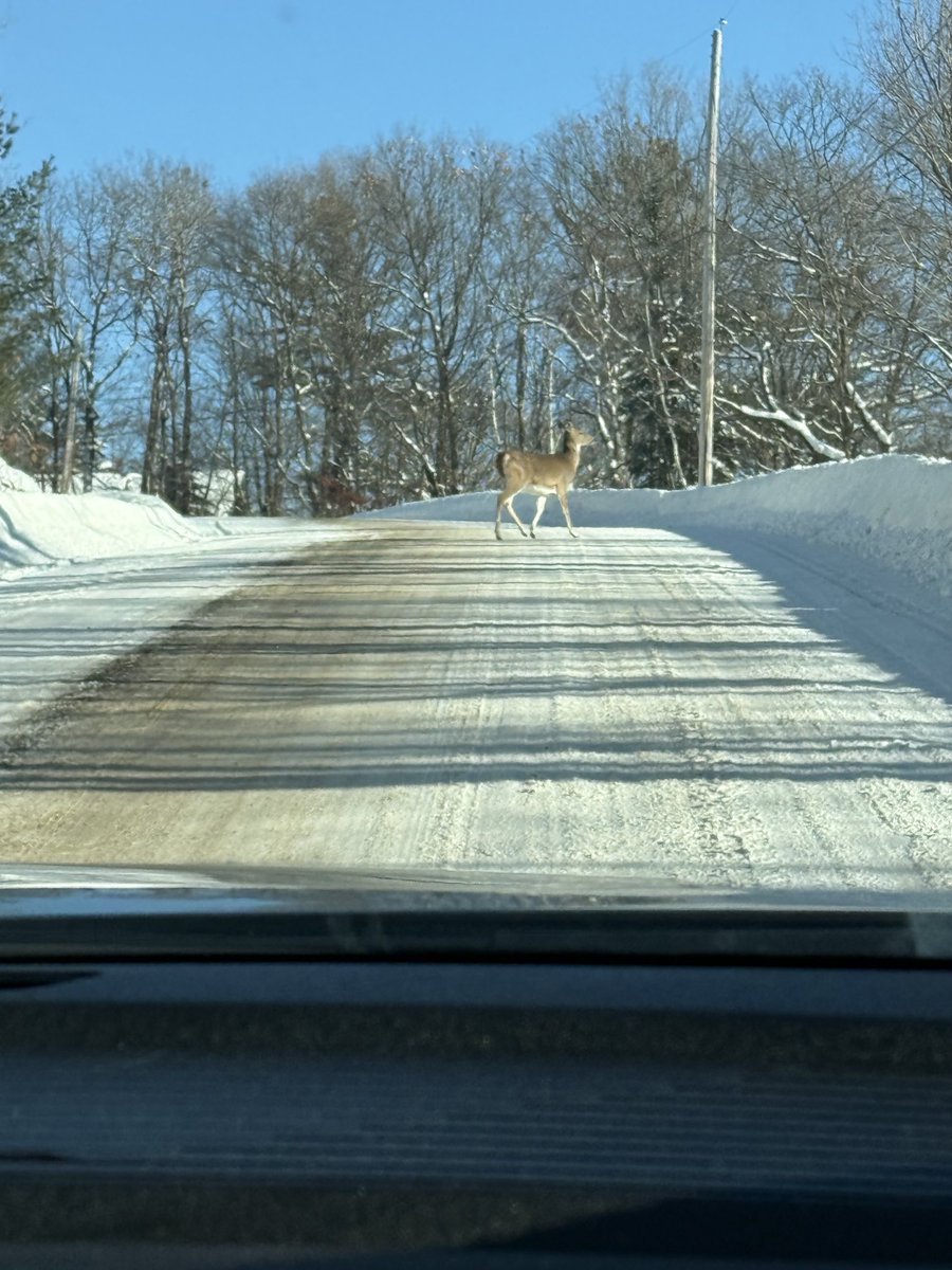 Terry DiMonte 🇨🇦🇮🇱 tweet media