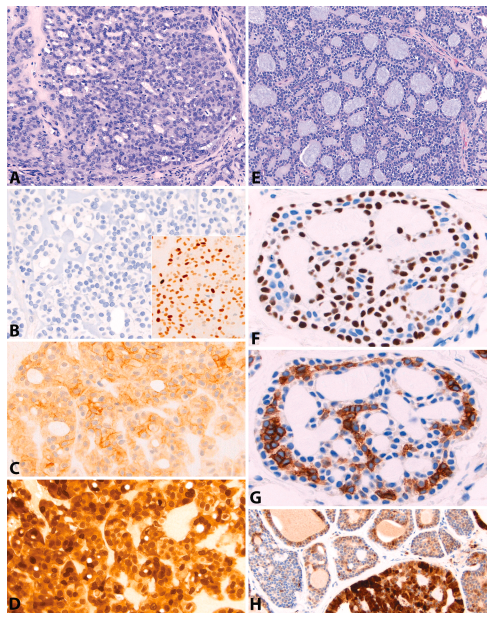 Andrew Bellizzi 🇺🇦 tweet media