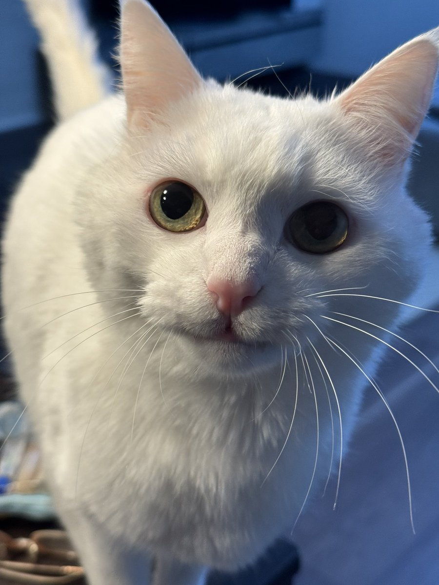 HAKU様 HAKU / ハク (#15 ホワイト)｜株式会社スミノエ インテリア プロダクツ