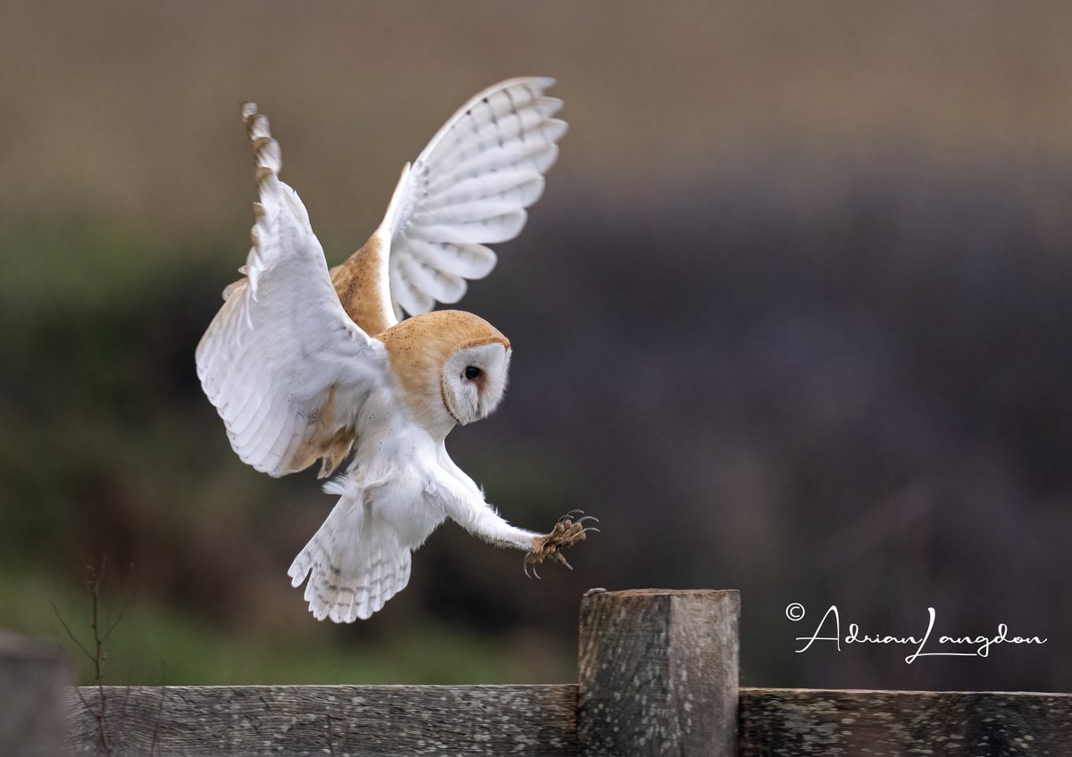 Adrian Langdon tweet media