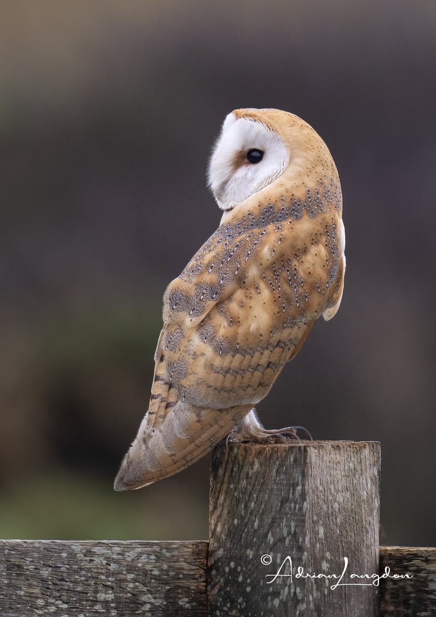 Adrian Langdon tweet media