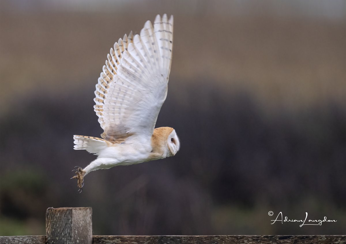 Adrian Langdon tweet media