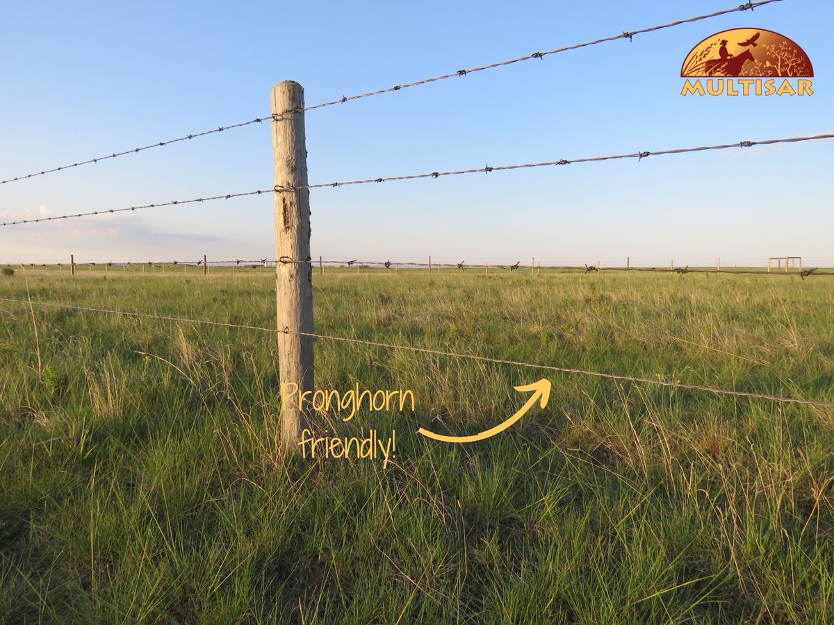 MULTISAR tweet media