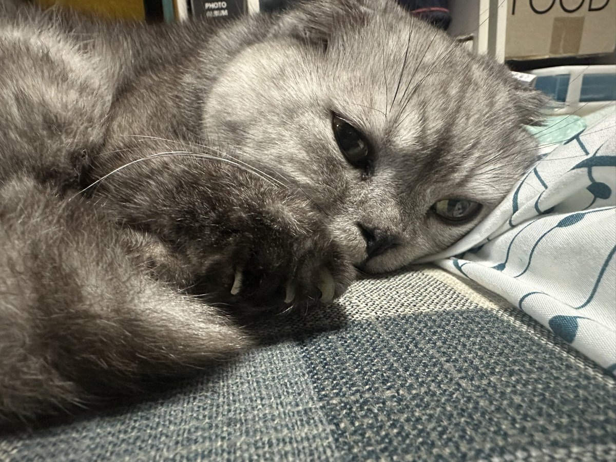 彩愛ページ 彩愛 (@ayame7609) / Posts / X