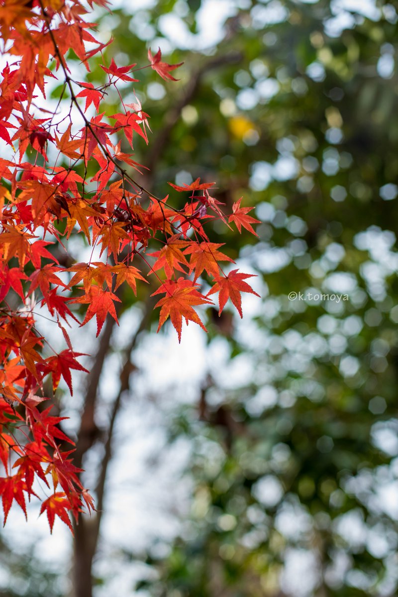 konini6533's tweet photo. 紅葉
おはよーございます!
紅葉のバックに木があるとキラキラさせたくなるよね〜
ま、ちょっと絞ったからボケが丸くならなかったけどw
#写真好きな人と繋がりたい
#写真撮ってる人と繋がりたい
#京都
#紅葉
#紅葉狩り
#α7ii
#sonya7ii
#nikkor
#50mm
#oldlens
#過去写真 https://t.co/2NxVzejfma