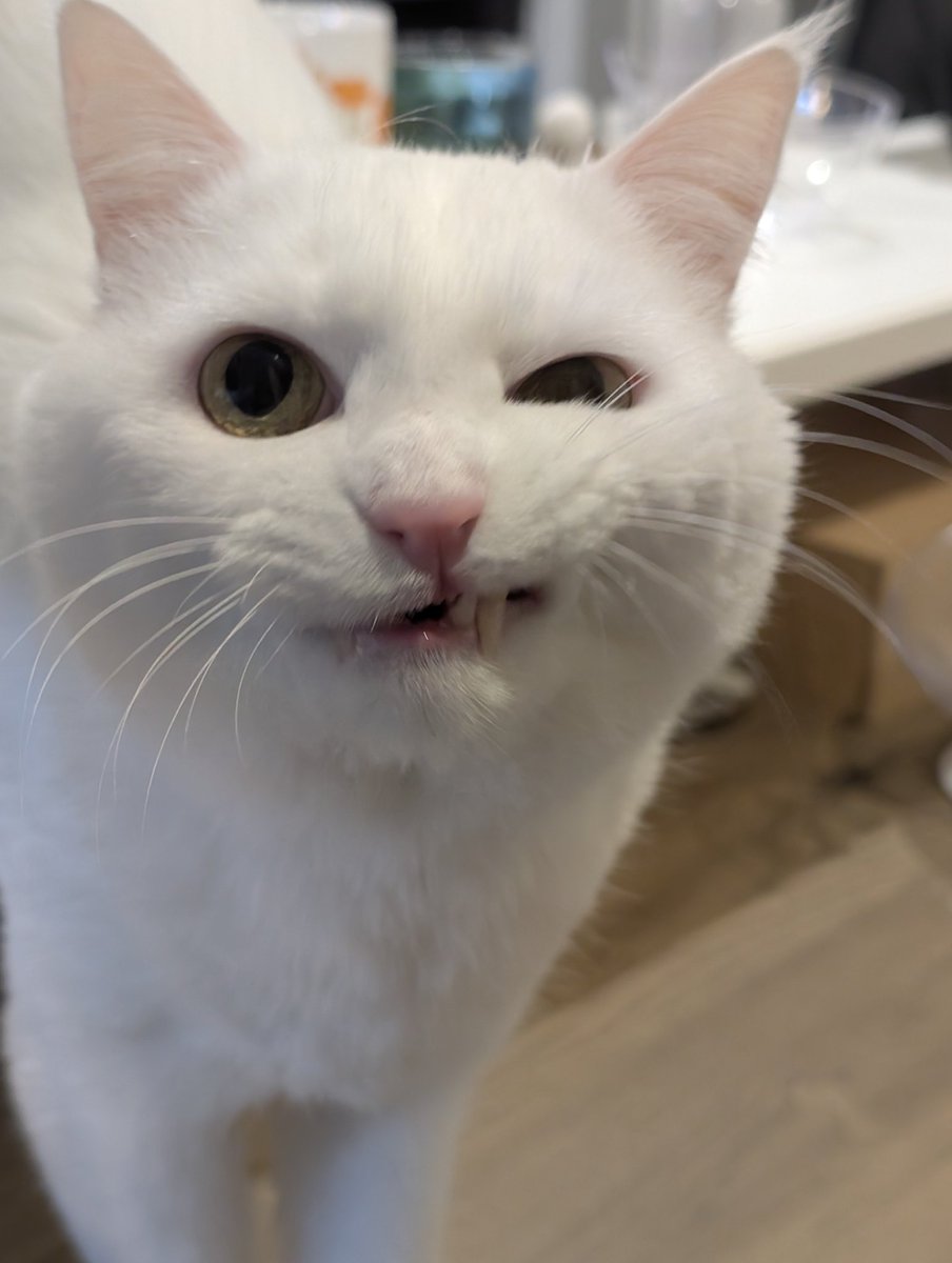 ハク様 (@hakusama0906) / Posts / X